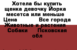 Хотела бы купить щенка девочку Йорка 2 месетса или меньше › Цена ­ 5 000 - Все города Животные и растения » Собаки   . Псковская обл.